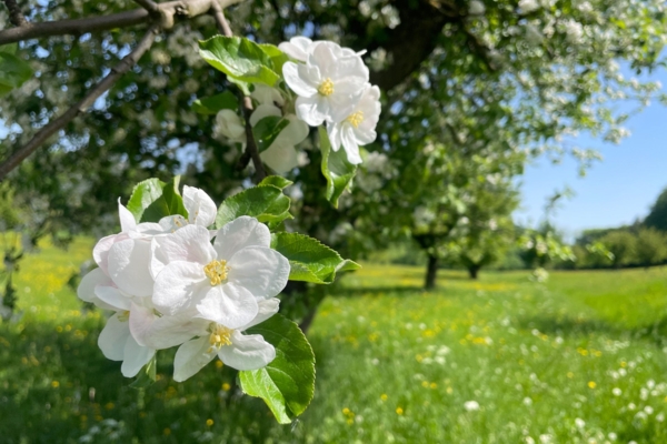 «Chriesibluescht» nahe des Gempen