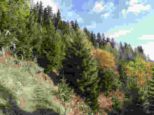 Windwurfflächen in der Surselva
