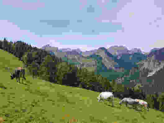 Auf den Spuren der Mufflons