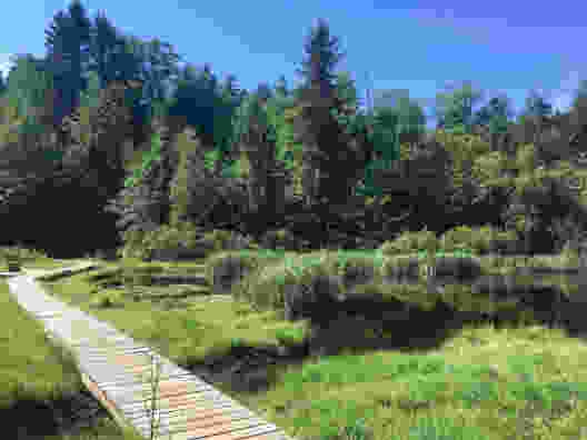 Ruhige Insel im Chernwald