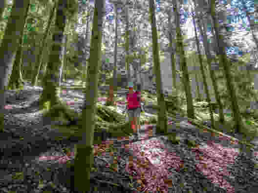 Fraîcheur et ombrage dans le Jura