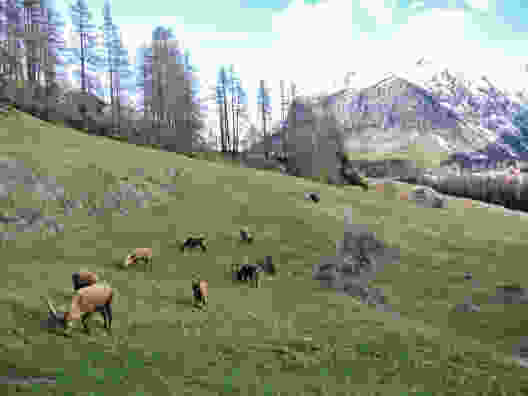 Speed-Hiking in Pontresina GR