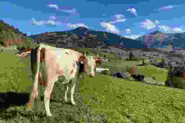Höhenwanderung im Saanenland