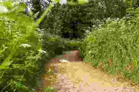Auf dem Uferweg zum Baselbieter Hardwald