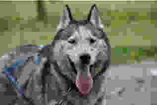 Husky-Traum