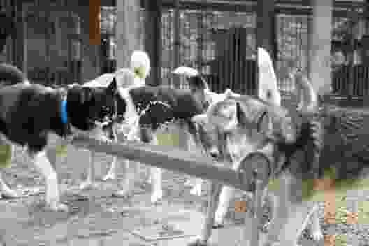 Husky-Traum