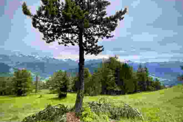 R55: Belalp - Aletschbord - Grünsee - Rieder Furka - Riederalp