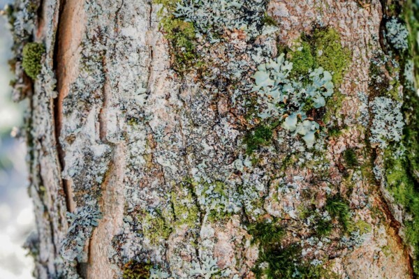 Lichens et téléphériques nidwaldiens
