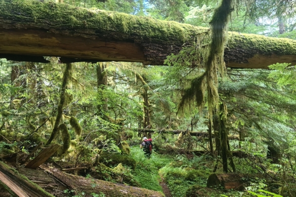 Rainforest Olympic�