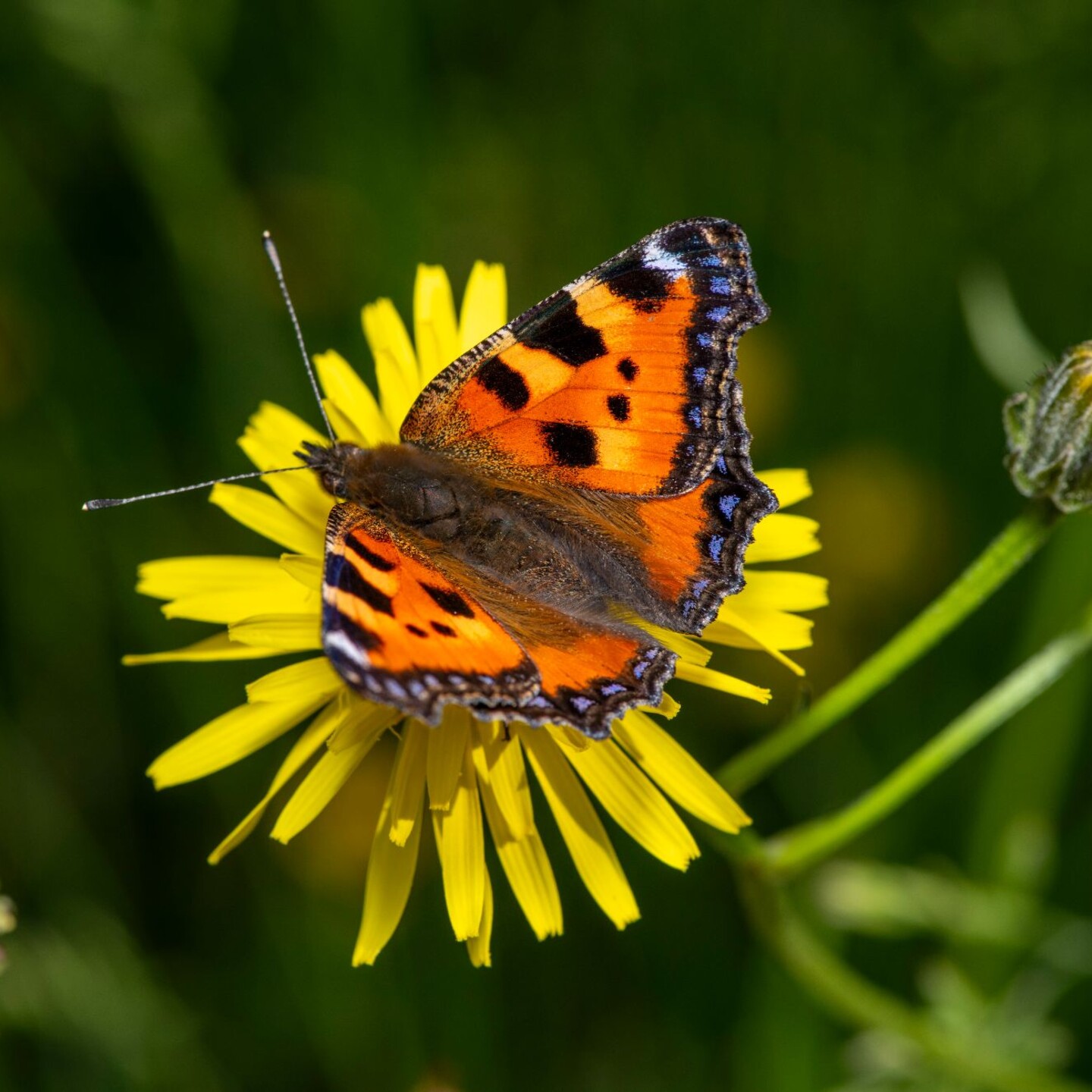 Kleiner_Fuchs_Albrecht_LR_73163