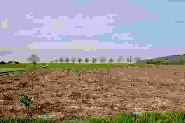 Die Limpachebene ist der intensiven Landwirtschaft gewidmet. Ein paar wenige Bäume lenken den Blick.