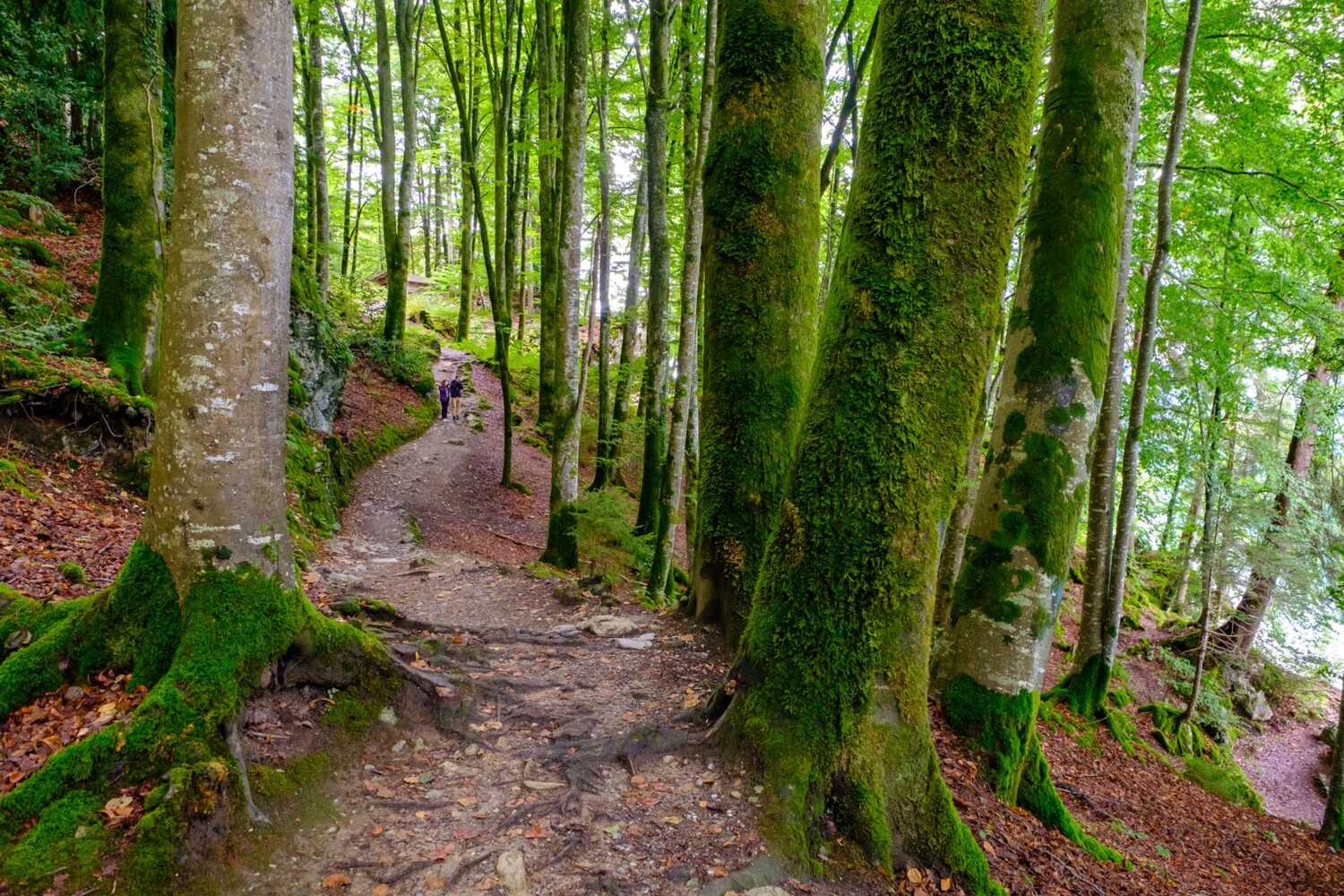 Der Uferweg nach Iseltwald schlängelt sich durch einen der letzten Urwälder der Schweiz.