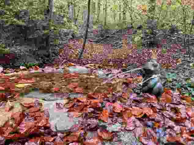Ein Prinz bei Gockhausen im Wald