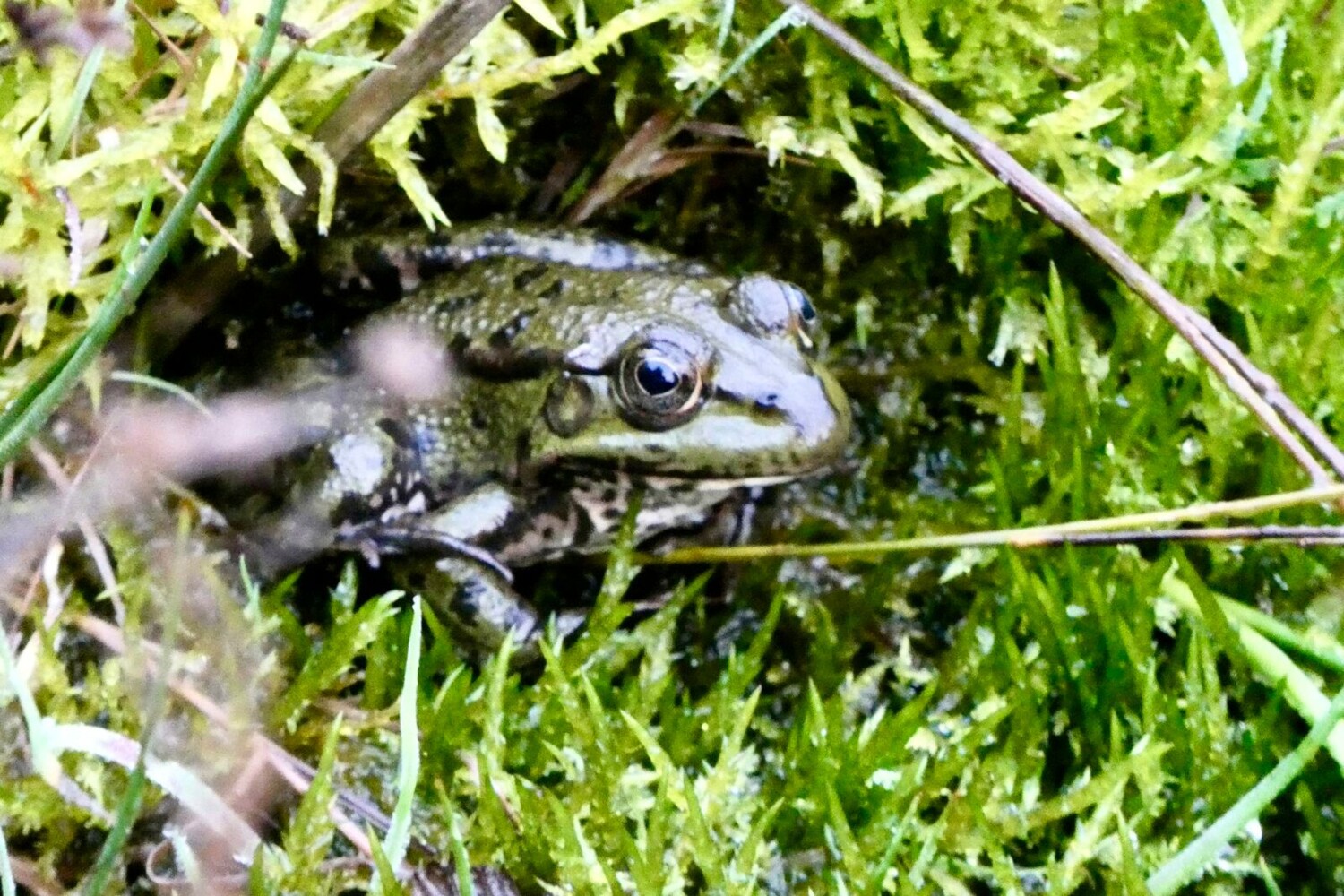 Die Tümpel und Weiher des Naturzentrums sind auch Lebensraum für Frösche.