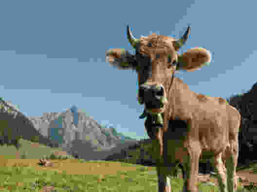 Kühe trifft man am Gräppelensee auch an. Bild: Randy Schmieder