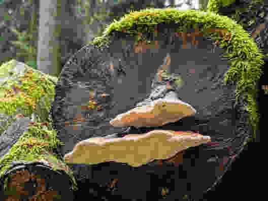 Pilze verwandeln das Altholz in fruchtbaren Boden.