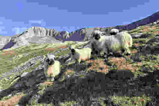 Tierische Begegnung unterwegs zum Gipfel: Schwarznasenschafe. Bild: Pascal Bourquin