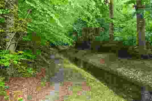 Im Hardwald versickert Rheinwasser in Gräben und Weihern und wird dadurch natürlich gereinigt.