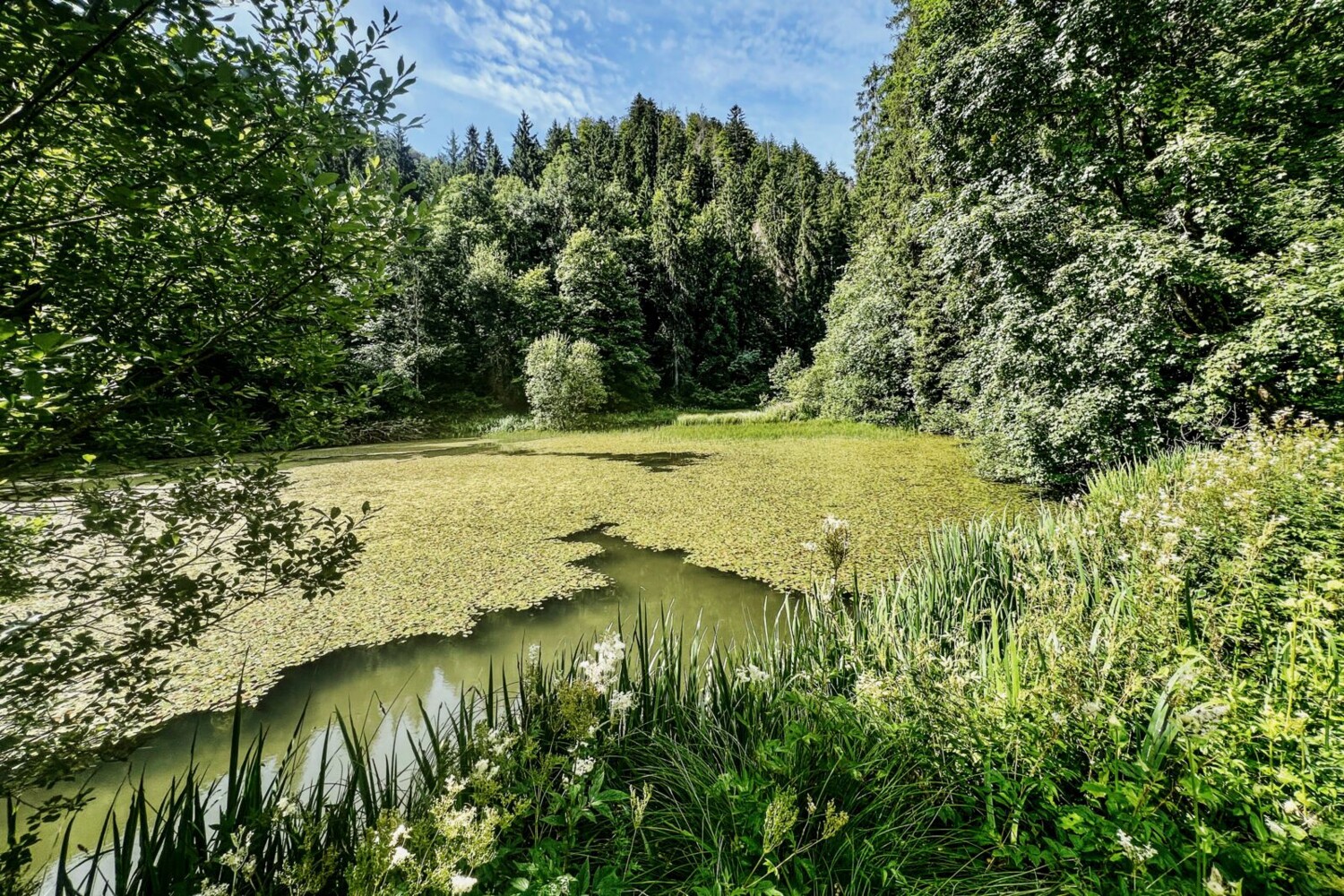 Heute steht der Etang de Bollement aufgrund seiner biologischen Vielfalt unter Schutz.