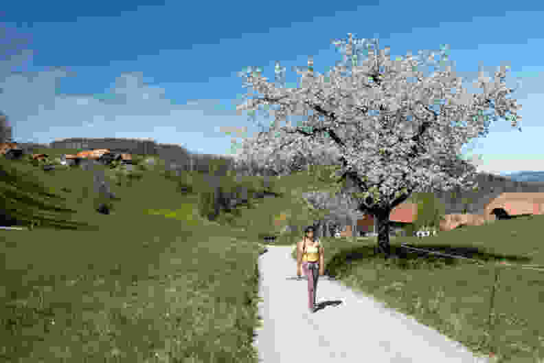 Die Apfelbäume blühen meistens im April. Bild: Markus Ruff