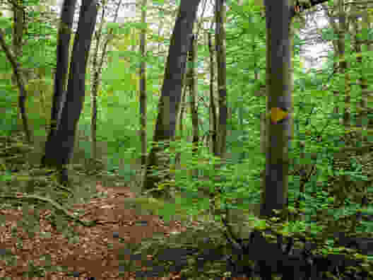 Auf schmalem Pfad durchs Naturschutzgebiet Ermitage-Chilchhof. Bild: Claudia Peter