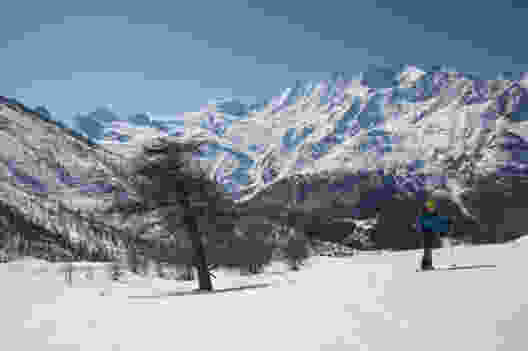Lärche auf dem Kreuzboden. Hinten von links Allalinhorn, Alphubel und die Mischabelgruppe. Bild: Heinz Staffelbach 