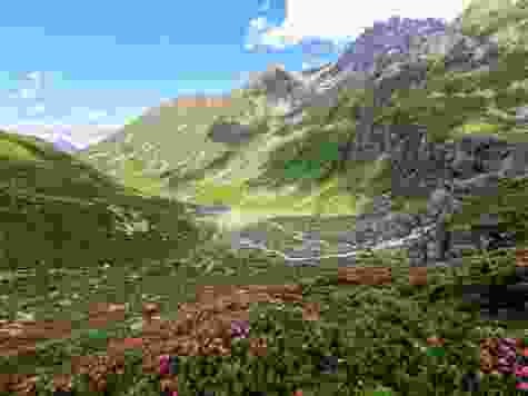 La montée jusqu’à la cabane est bordée de rhododendrons des Alpes.