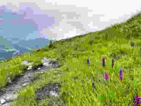 Eine reiche Alpenflora breitet sich links und rechts des Weges aus.