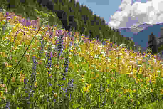 La floraison printanière dans le Val Müstair est brève mais intense.Photo: Severin Nowacki