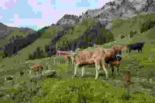 Um die 290 Tiere sömmern auf der Alp Lutersee: hauptsächlich Rinder.