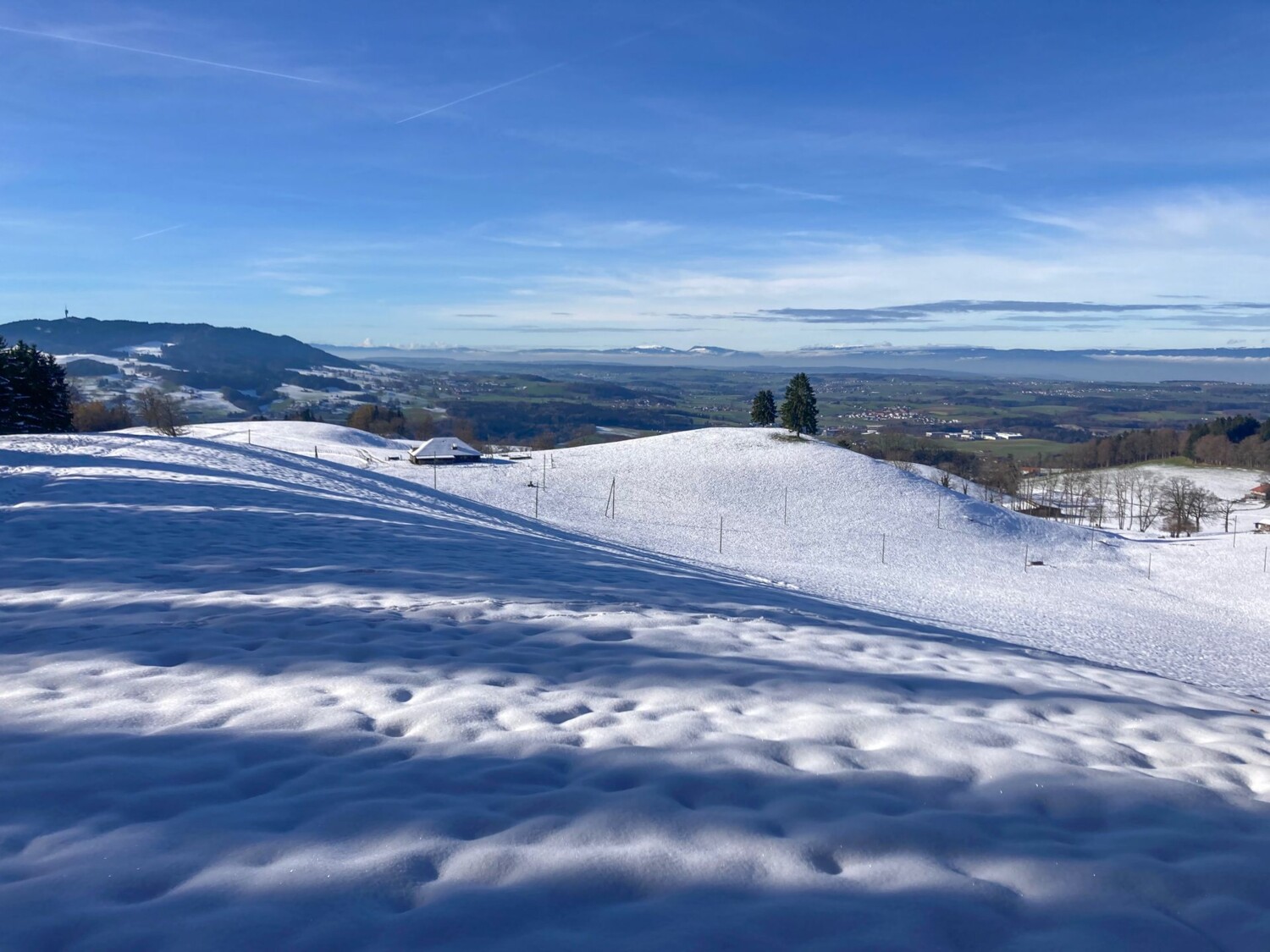 Ein Kame im ersten Schnee vor dem grünen Mittelland.