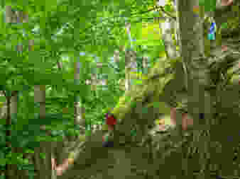 Auf schmalen Pfaden durch den Wald. Bilder: Marina Bolzli