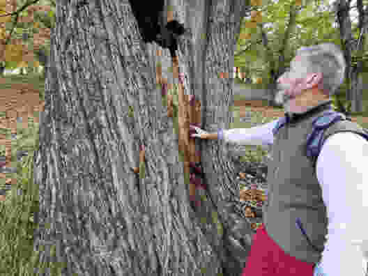 Kastanienselven mit ihren zum Teil uralten Bäumen. Bild: Andreas Staeger