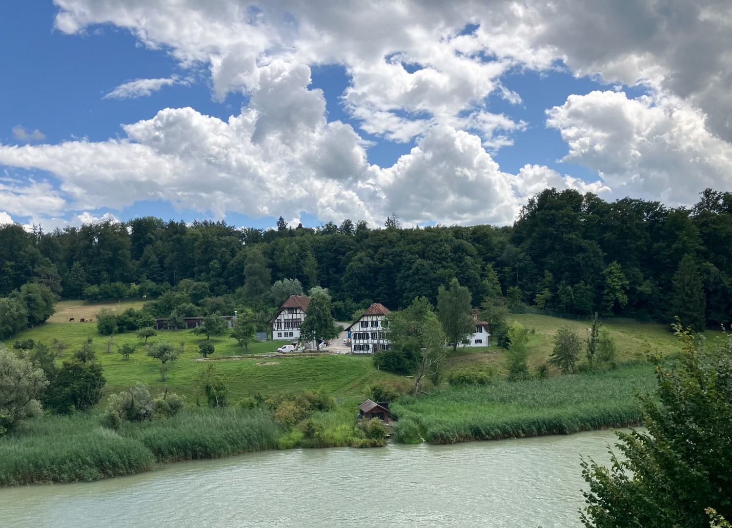 Diverses nuances de vert au bord de l’Aar