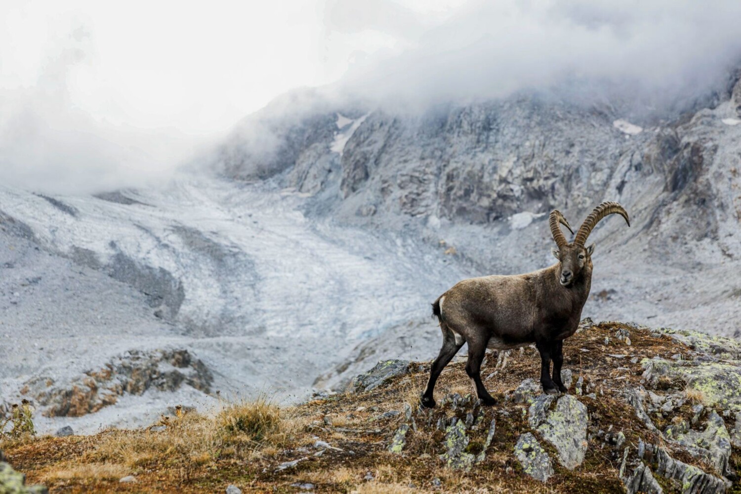 Bei der Rotondohütte fühlen sich nicht nur Wandernde wohl.