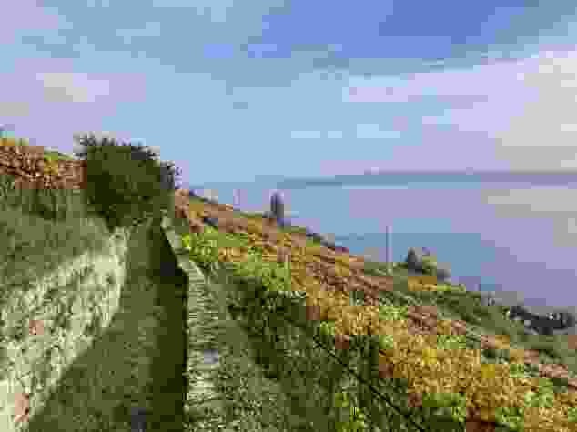 Auf dem Pilgerweg Via Jacobi durch die Rebberge