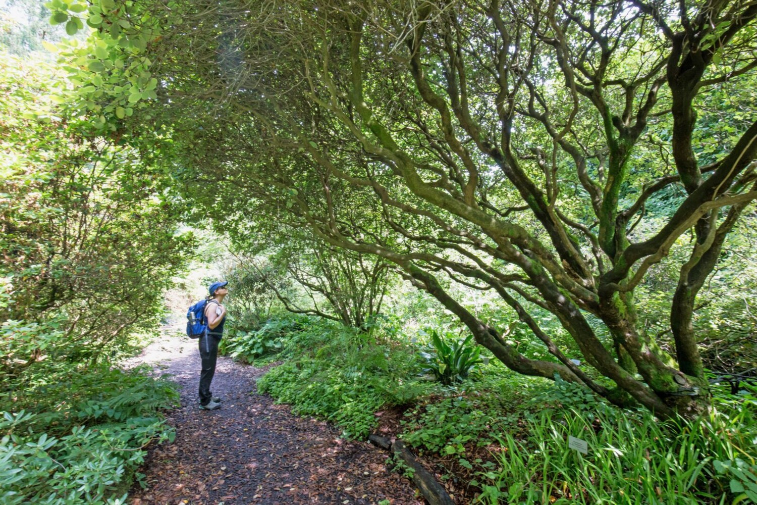 Im Rhododendrontal verzückt ein verwunschener Märchenwald mit vielen alten und knorrigen Pflanzen.