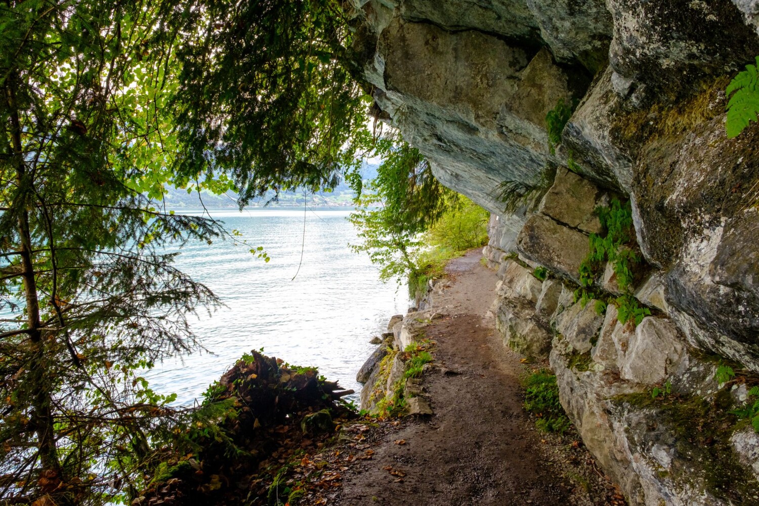 Dann wieder führt der Uferweg hautnah am Brienzersee entlang.