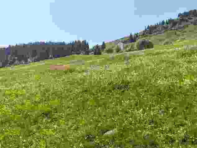 Schon bald erspäht man das Berghaus Bündner Rigi an der Flanke des Piz Mundaun.