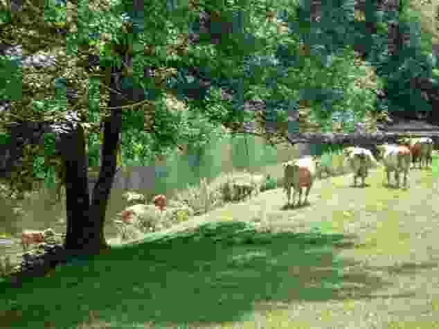Mucche al pascolo bisognose di rinfrescarsi vicino al campeggio Tariche.