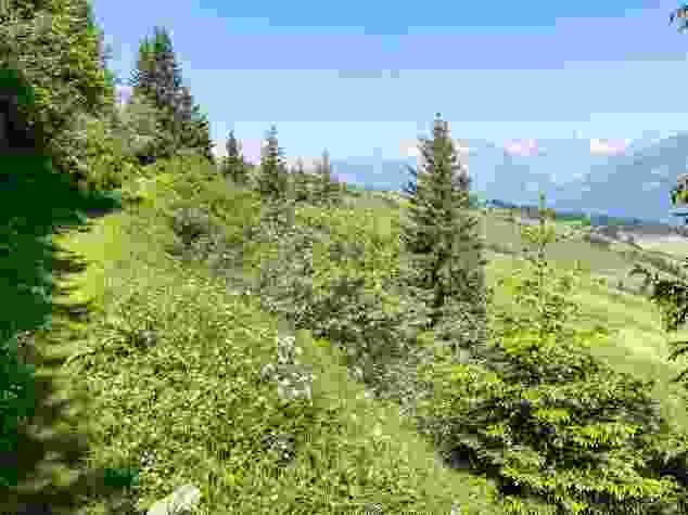 Der Weg führt am Wald Uaul da Sogn Carli entlang.