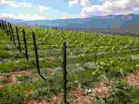 Ab Choully führt die Wanderung durch die Weinberge von Satigny.