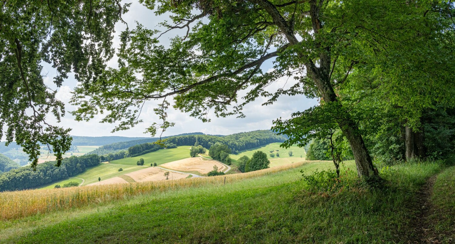 Ein Mosaik aus Äckern, Wiesen und Weiden bei der Buechmatt.