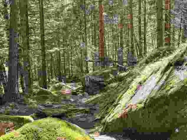 Il sentiero escursionistico si snoda attraverso un bosco fiabesco.