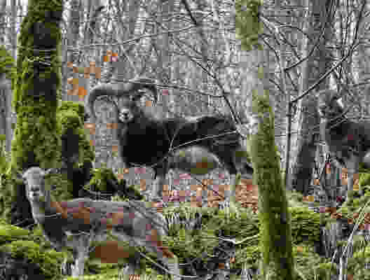 Sur les traces des mouflons