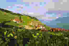 Die Terrassen des Lavaux am Genfersee