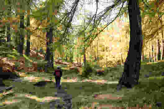 Mélèzes flamboyants du Val Bedretto