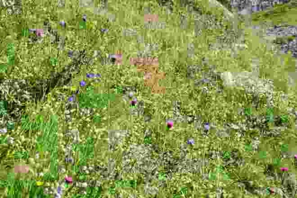 Sui sentieri di Robiei tra specchi d’acqua e fiori dai mille colori