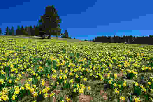 Jura neuchâtelois en fleurs