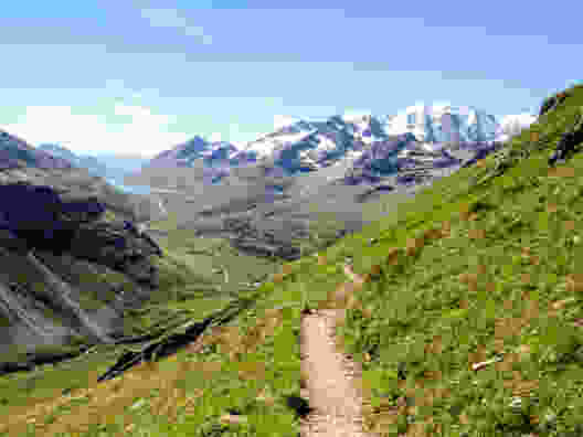 Pavot des Alpes et bouquetins